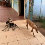 1st-trip-dogs