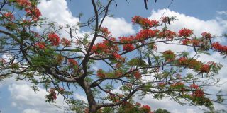 Nicaraguan Tree with Flowers