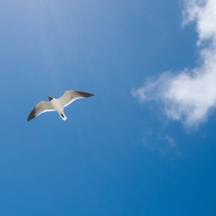 Bird flying in blue sky with little white cloud